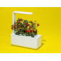Click & Grow Smart Garden 3: Grow Fresh Herbs & Veggies Indoors - Effortless Gardening! Click & Grow Smart Garden 3: Grow Fresh Herbs & Veggies Indoors - Effortless Gardening!