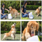 All For Paws Automatic Dog Ball Launcher: Keep Your Pup Active & Happy!
