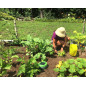 Tertill Weeding Robot: Solar-Powered, Hands-Free Weed Control for Your Garden Tertill Weeding Robot: Solar-Powered, Hands-Free Weed Control for Your Garden