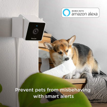 Petcube, la caméra pour chien et chat