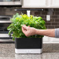 AeroGarden Harvest: Grow Fresh Herbs & Veggies Indoors All Year! Enjoy Delicious Homegrown Flavors Now!