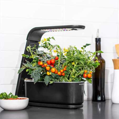AeroGarden Sprout: Grow Fresh Herbs & Veggies Indoors - No Soil Needed!
