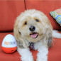 Soundcore Doggie Shusher: Portable Dog Calmer - Soothes Anxiety, USB-C Rechargeable